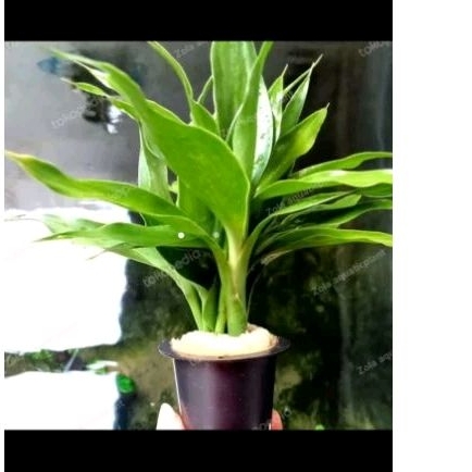 tanaman aquascape bambu air hijau