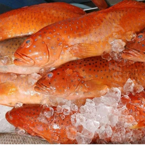Ikan Kerapu Segar 1Kg Ikan Kerapu Lodi Ikan Kerapu Merah Seafood Ikan Laut Segar