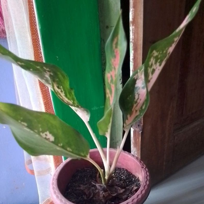 aglonema kochin paramuay