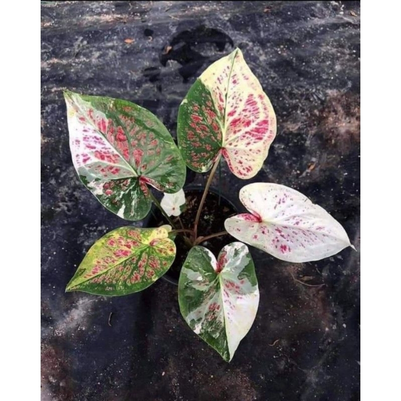 Tanaman Hias Caladium Seven Diamond-Keladi Seven Diamond Murah 3-4 Daun Bukan Umbi