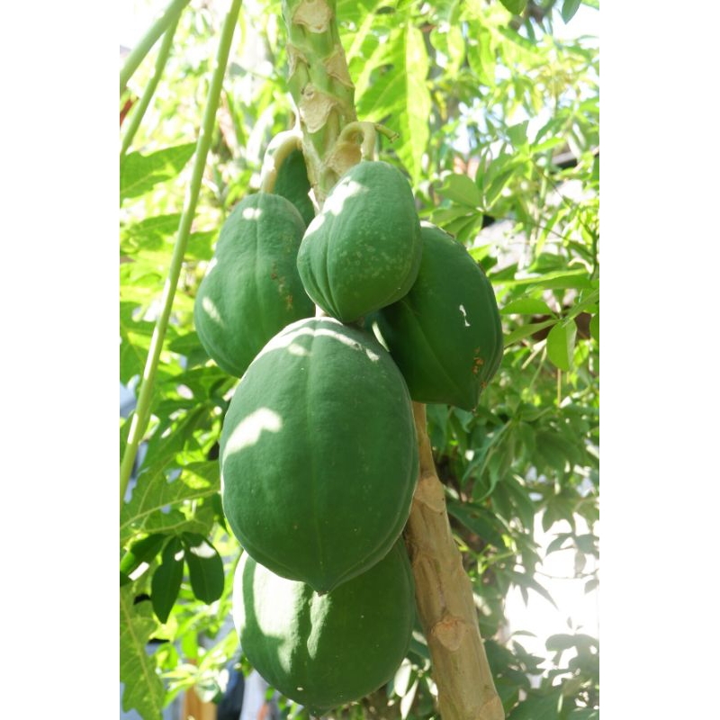 

PEPAYA SEGAR 1KG
