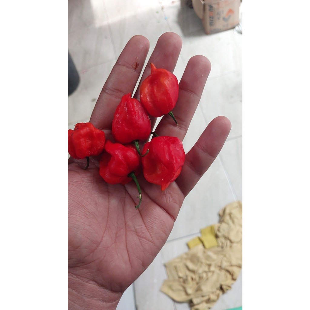 

BUAH Cabai CAROLINA REAPER