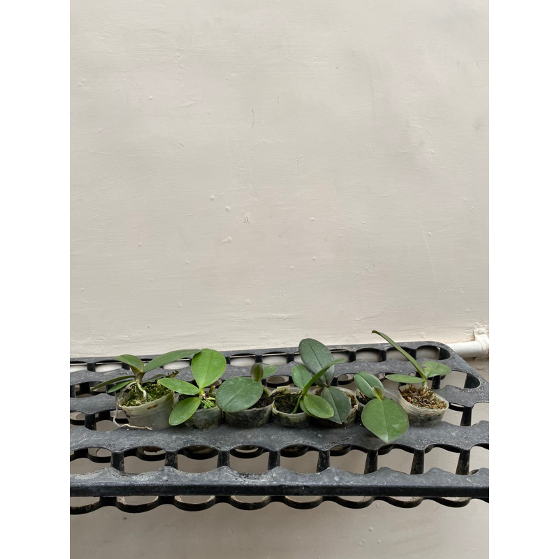 Paket Seedling Anggrek BulanDapat 6