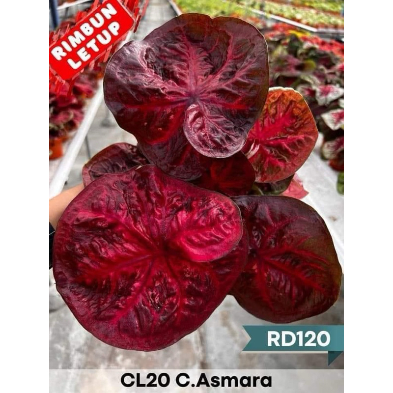 keladi Asmara thailand series