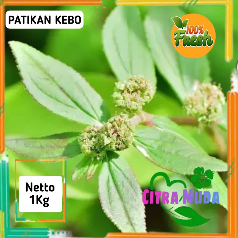 

Daun petikan kebo 1kg premium