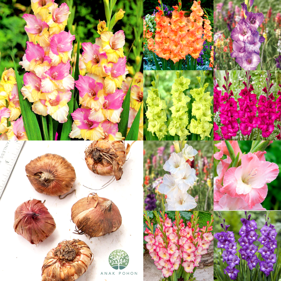 Umbi Bunga Gladiol Gladiolus® Holland Aneka Varian Warna Bulb - ORIGINAL IMPORT BELANDA