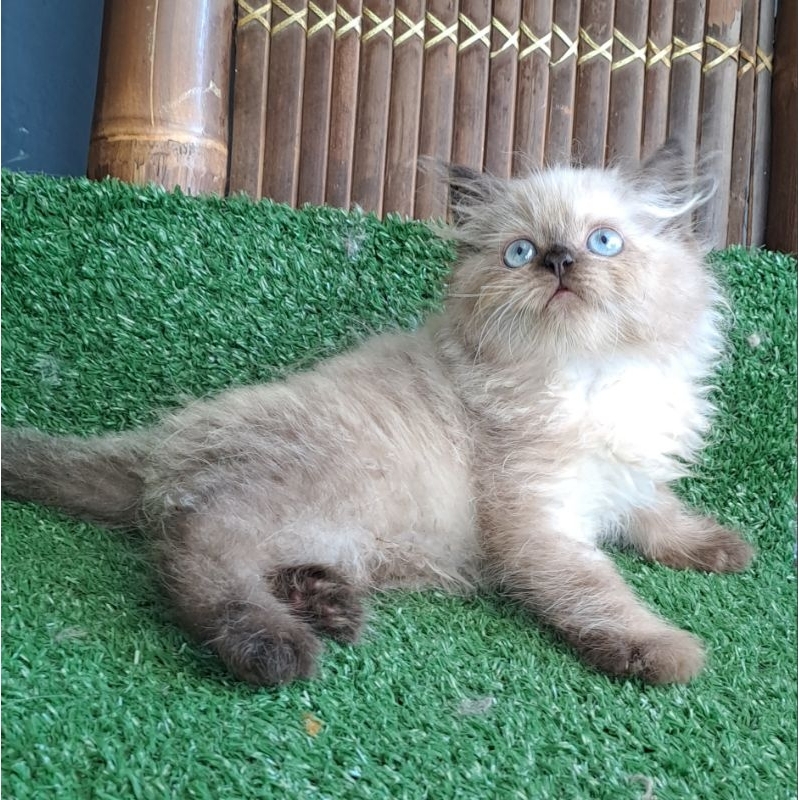 Anak kucing anggora/kitten Persia Himalaya/kitten himalaya ragdol/kucing himalaya betina