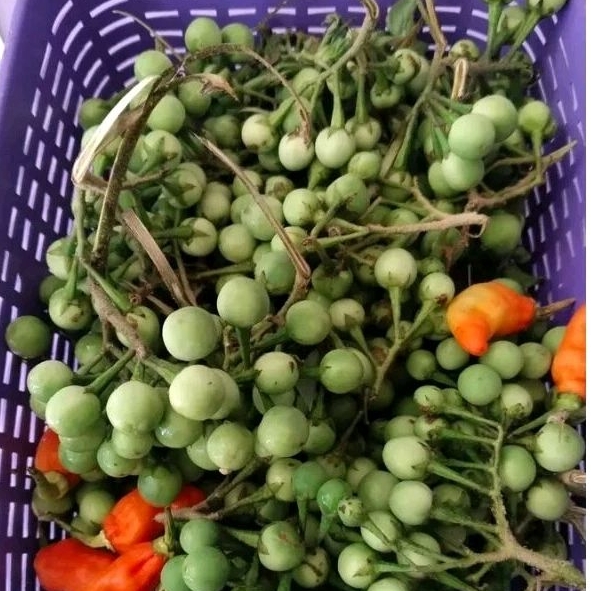 

buah tekokak/cepokak segar 300gram baru di petik