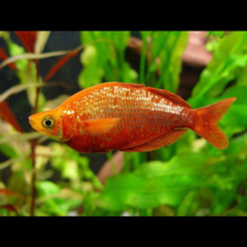 ikan rainbow merah merona top quality