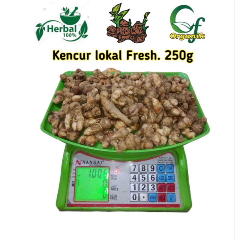 

Kencur Lokal Ponorogo 250gr Bumbu Masak Empon Palawija