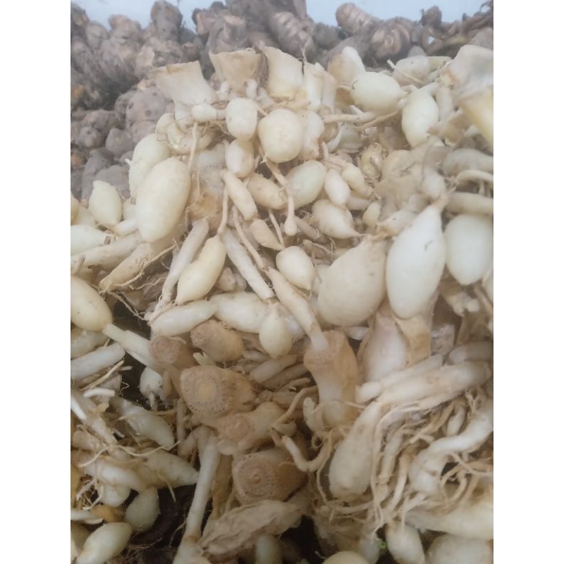

Kunyit putih 500 gr