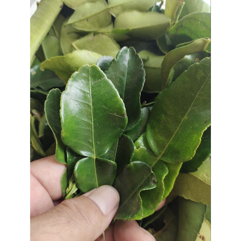 

Daun jeruk 50 gram 250 gram 500 gram fresh