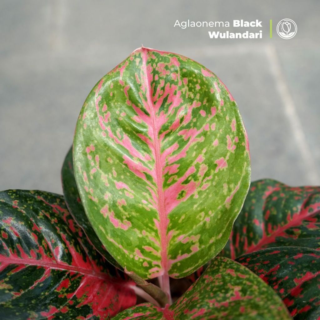 Aglonema Black Wulandari