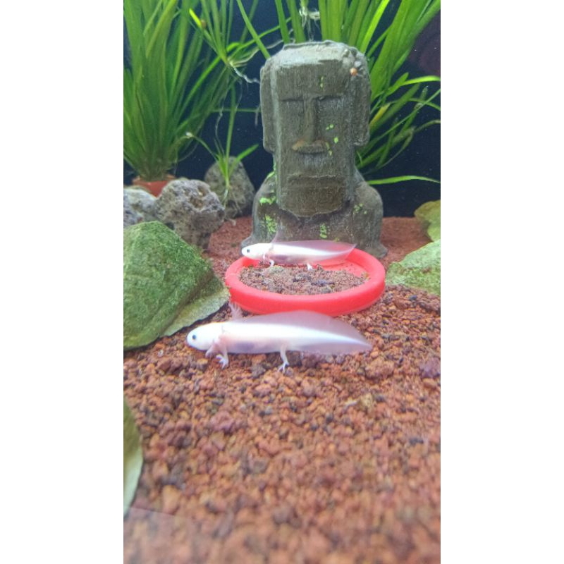 Axolotl Salamander