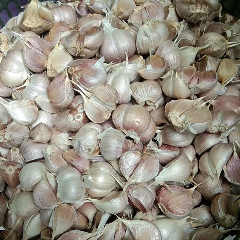 

Bawang putih kating 1 kilo murah