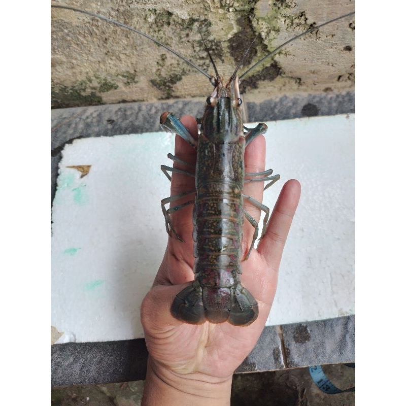Paket 4 ekor induk lobster air tawar hidup