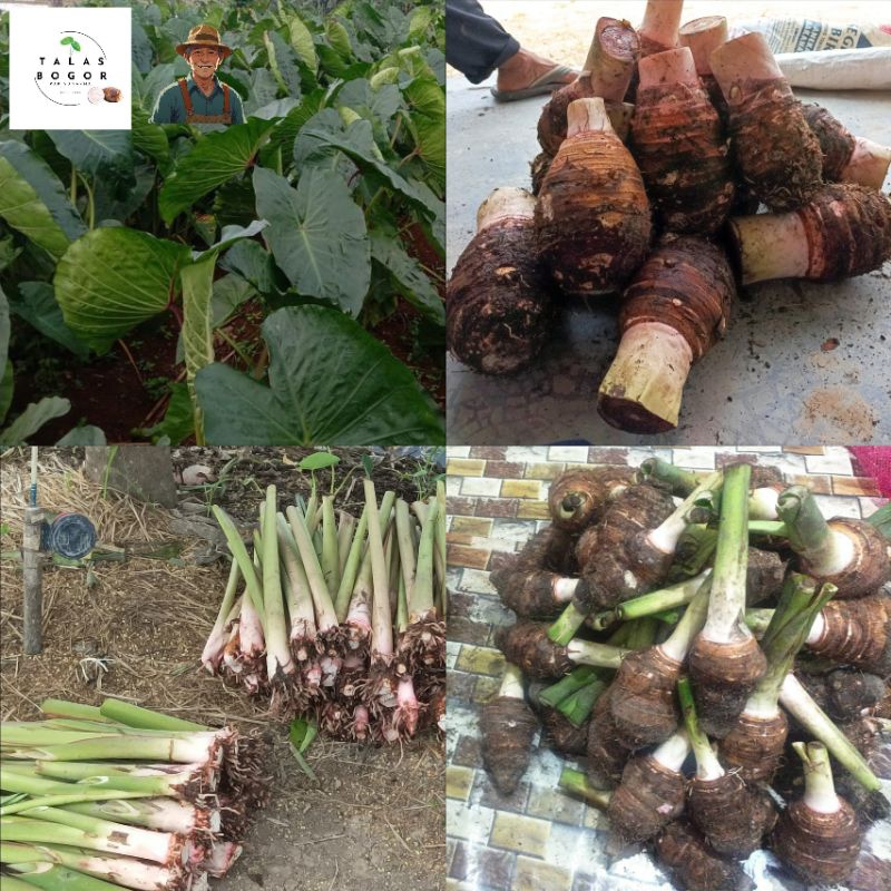 Bibit Talas Bogor