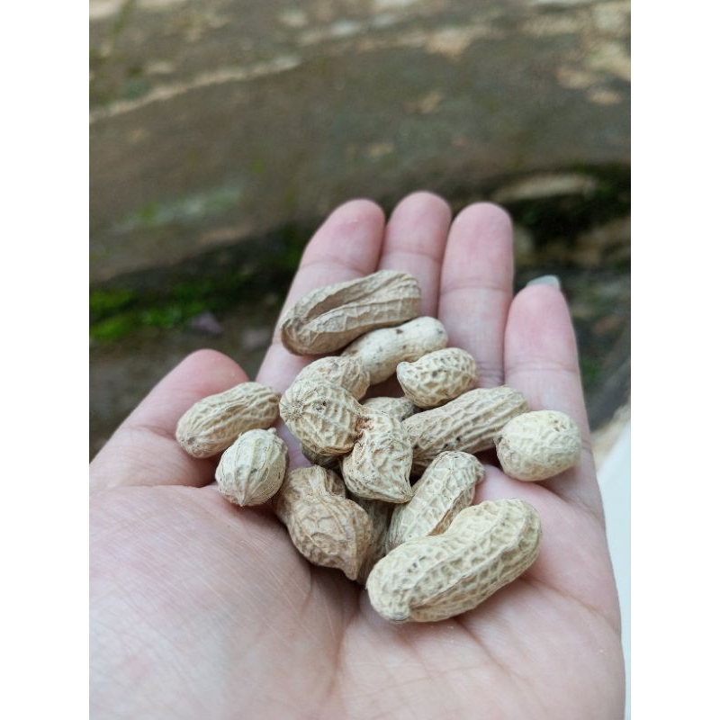 

Kacang Garing 20g / Kacang Kulit Asin / Super Enak Cocok Untuk Cemilan