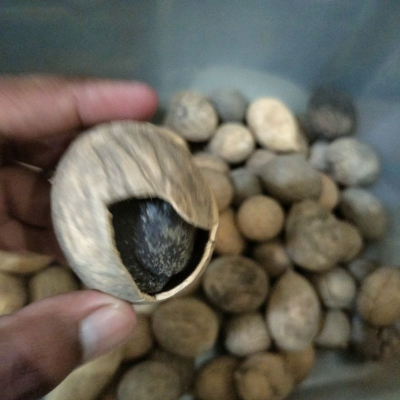 buah ulin kalimantan. buah pohon kayu ulin. untuk minyak rambut