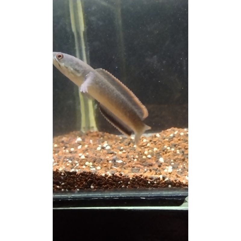 limbata cb singgel tank uk 6_8cm
