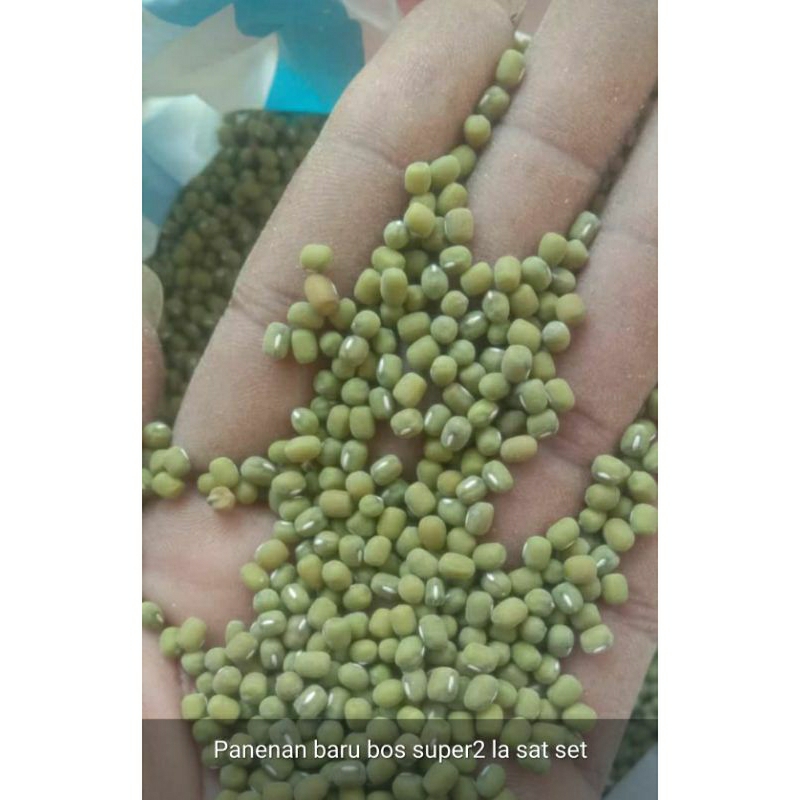 

kacang Hijau ijo termurah lokal 50kg / green mung beens panen 2024