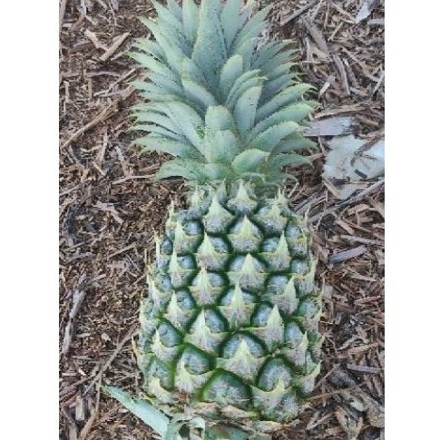 

Nanas muda / Nanas herbal