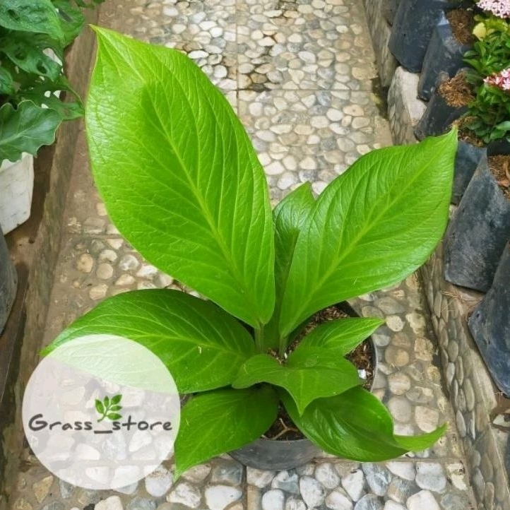 antorium jemani kobra / anakan