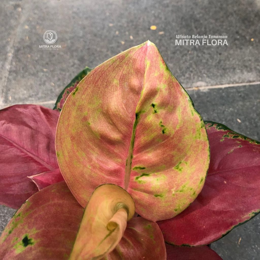 Aglonema Red Brownies/ Kochin Brownies