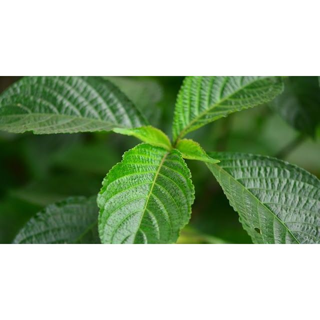 

Daun Keji Beling / Daun Pecah Beling Segar 500Gram