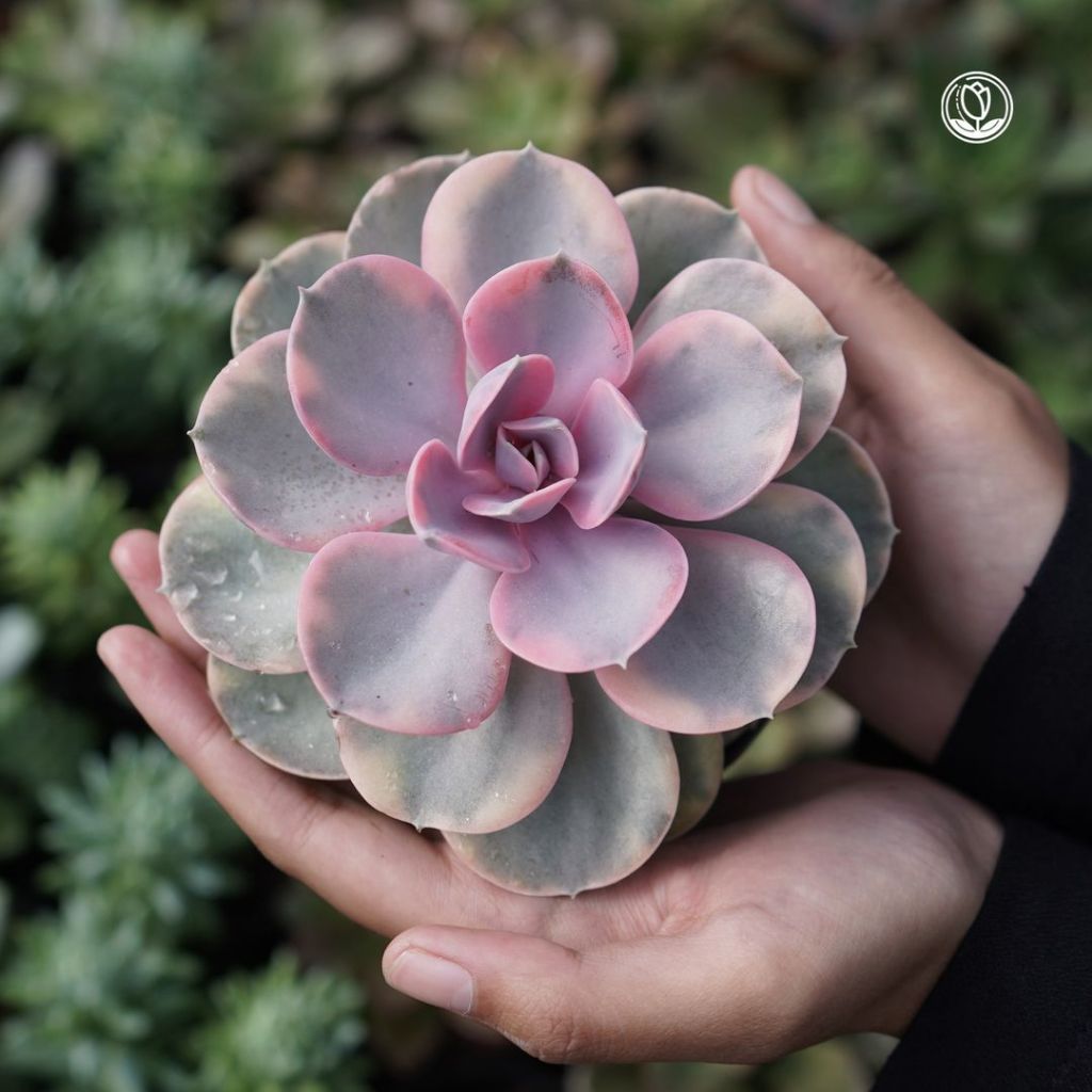 Echeveria West Rainbow