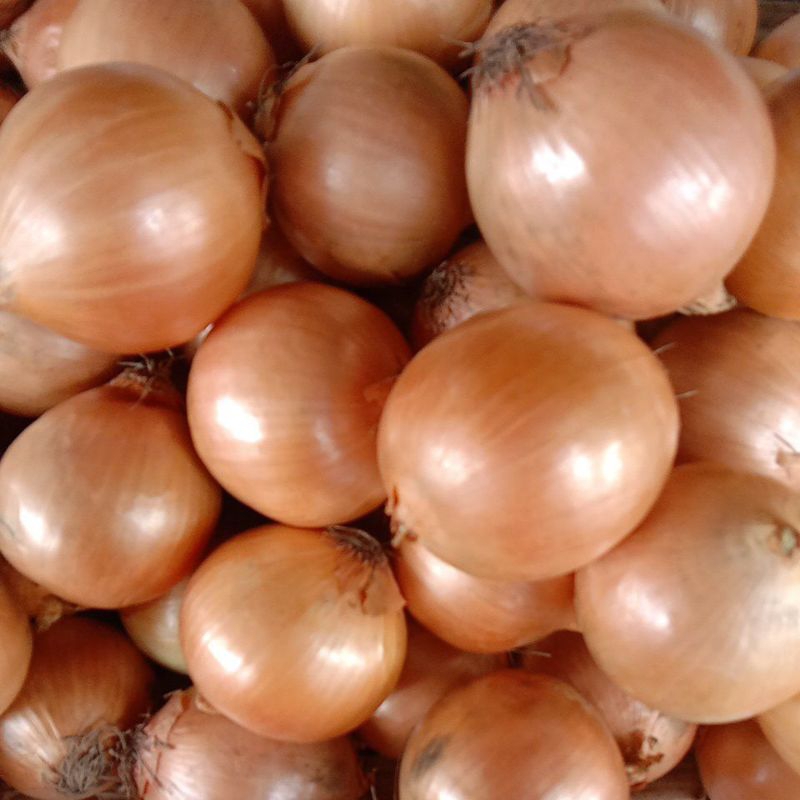 

Bawang Bombay India