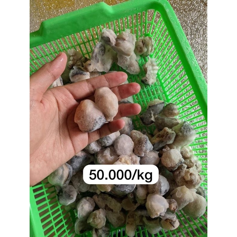 

Leher / Mata Gurita Matang (Cooked)