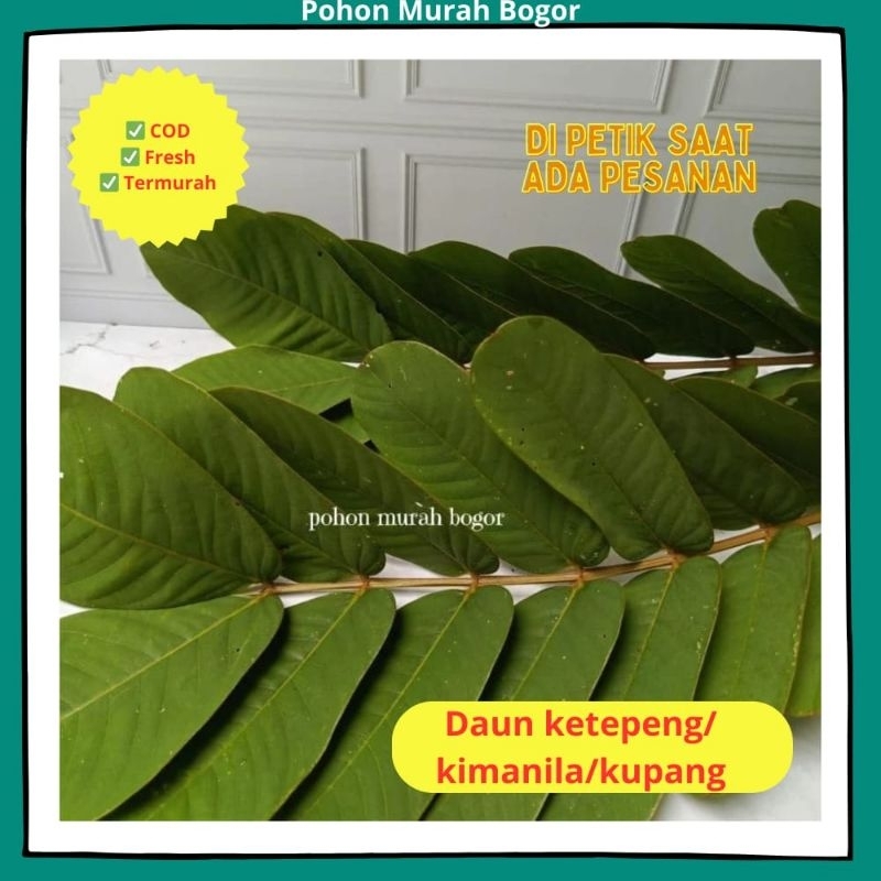 Daun ketepeng segar  (250 gram) /DAUN KIMANILA/DAUN KUPANG / DAUN KETEPENG UNTUK MASALAH GATAL KULIT