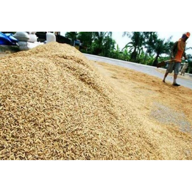 

Bibit gabah petani indramayu