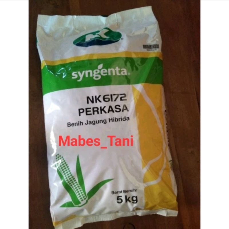 Benih Jagung Perkasa Syngenta NK 6172 / 500 gram