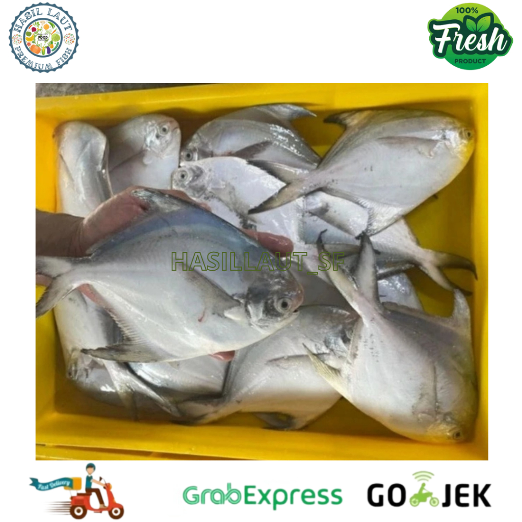 

Ikan Bawal Putih Segar 20 Kg Ekor Harian Bergaransi