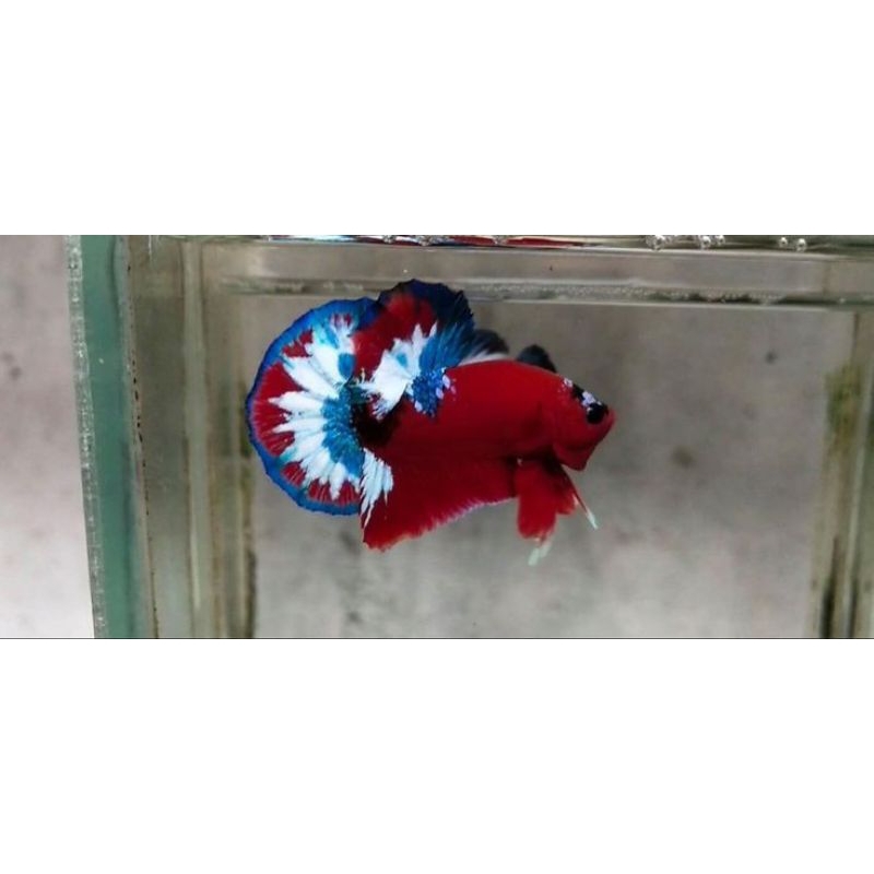 Plakat HELLBOY BOLD STAR TAIL