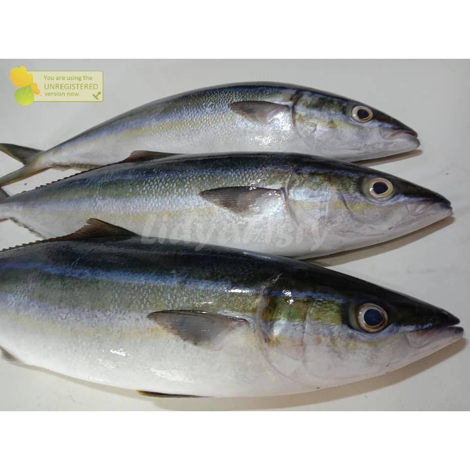 

Ikan Salem Ikan Salem Utuh Ikan Salem Segar 1Kg