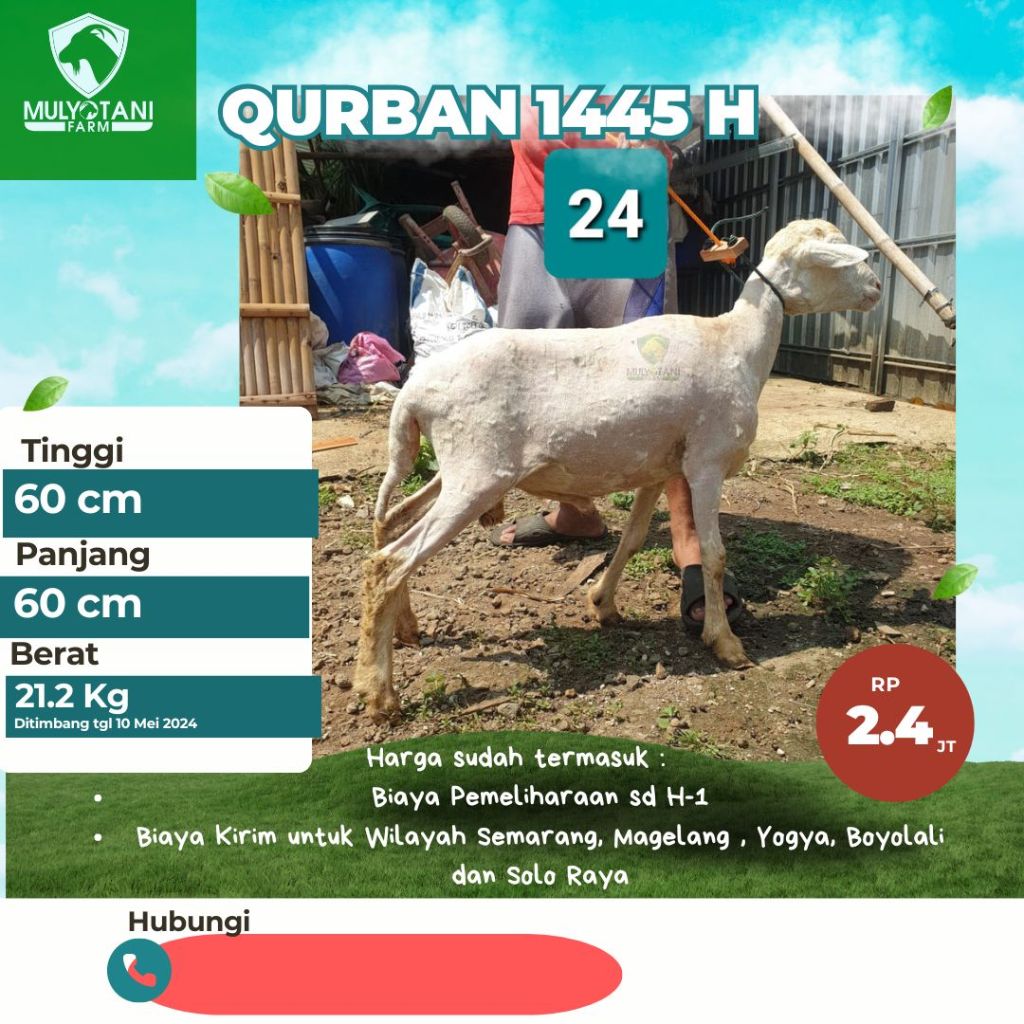 Kambing kurban 2024 siap kirim