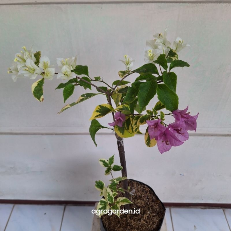 Tanaman Hias Bugenvil 3 warna - Bugenvil 3 warna kondisi dewasa dan sudah berbunga - Tanaman Hias Bu