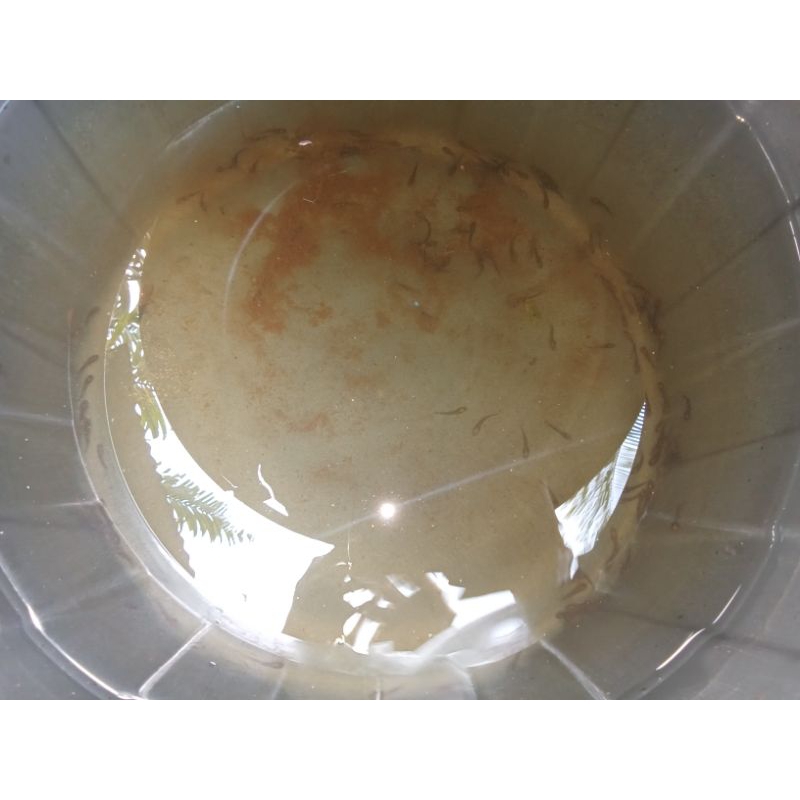 ikan//chana@maru.merah//25++