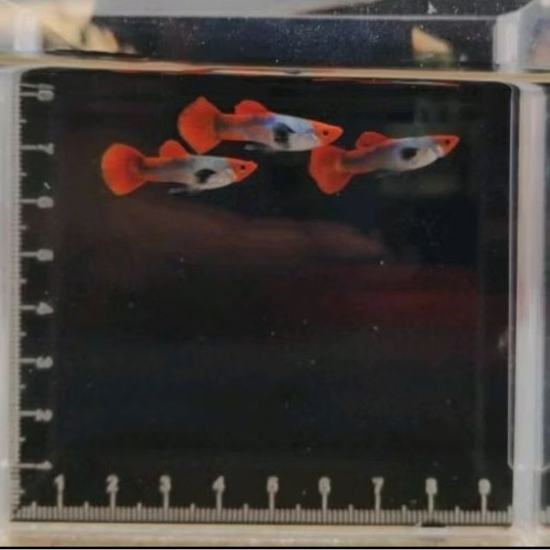 Ekstrak Daun Ketapang untuk Guppy Platinum Red Tail Koi