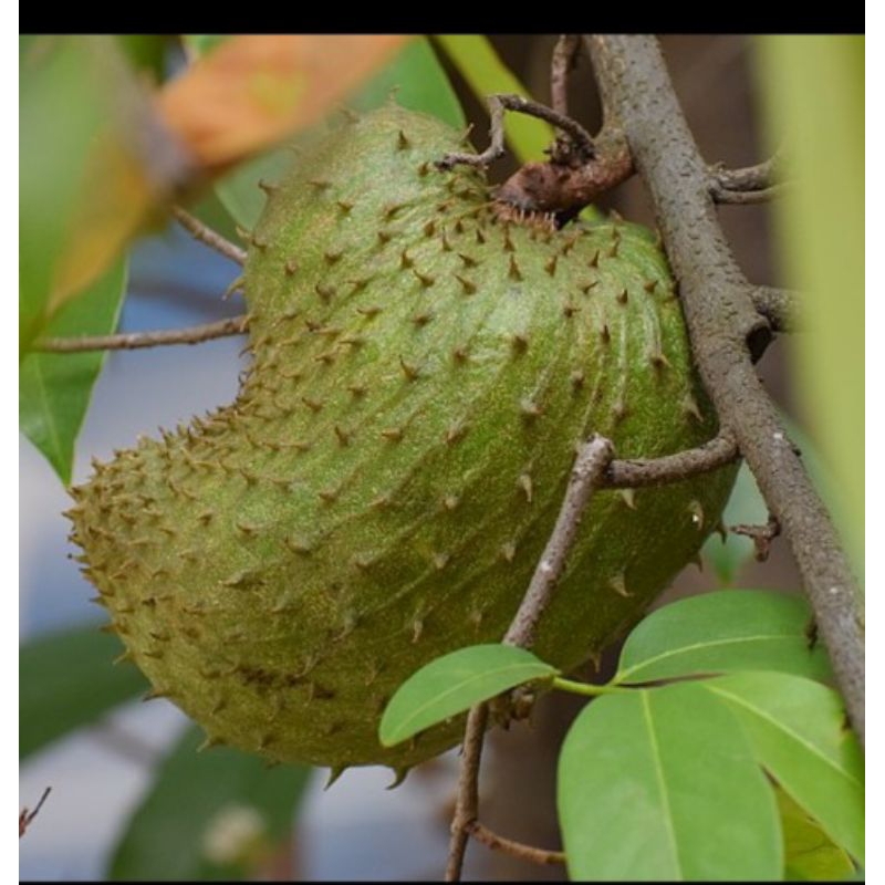 

Buah SIRSAK