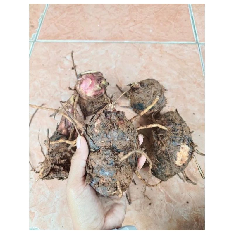 bibit bonggol pisang raja sajen