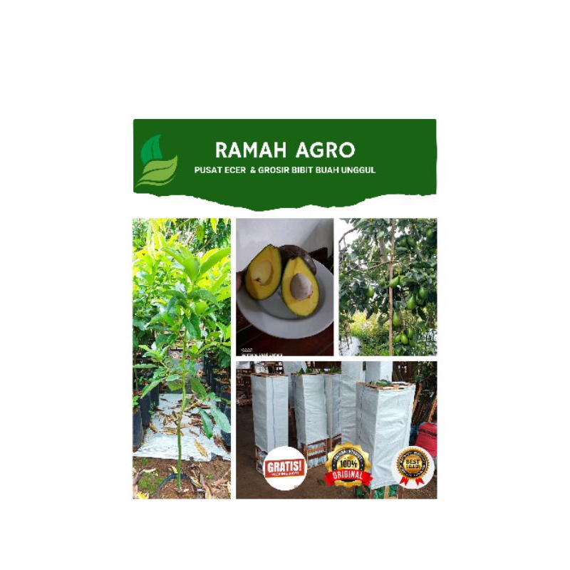 BIBIT ALPUKAT MIKI 1 meter (cocok dikebunkan)