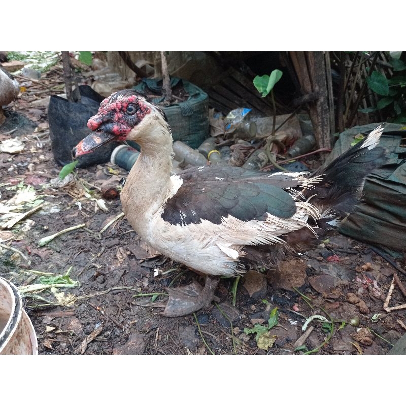 Kuyuk -Entok/Entog- [Jantan/Bandot Dewasa] (Hidup) "Bebek Manila"