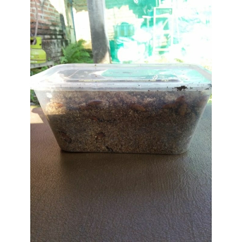 CEREMENJE/KECOA BATU