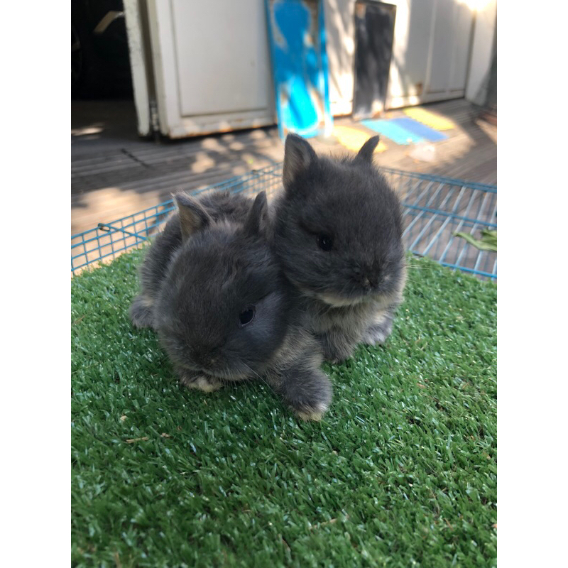 Kelinci Netherland Dwarf mini