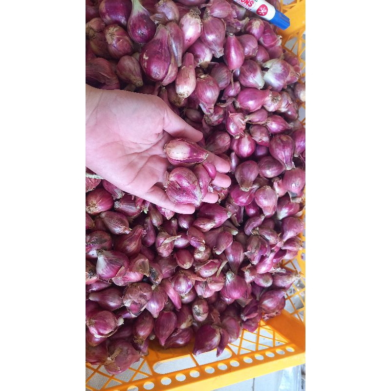 

BAWANG MERAH BREBES