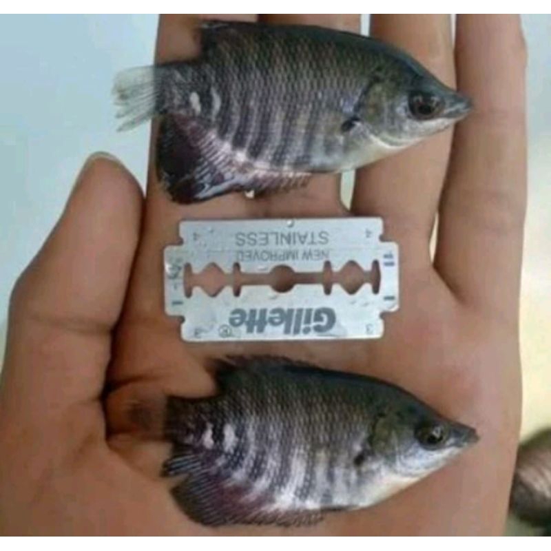BENIH GURAME UKURAN KOREK BENSOL-SILET FULL PELET